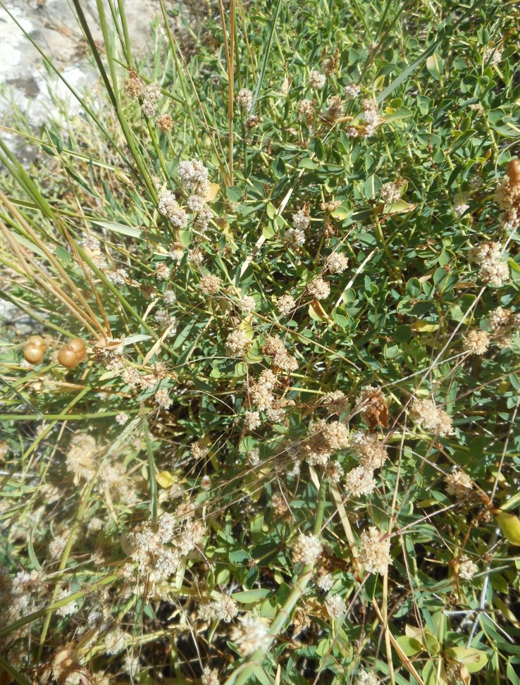 Cuscuta planiflora / Cuscuta a fiore bianco